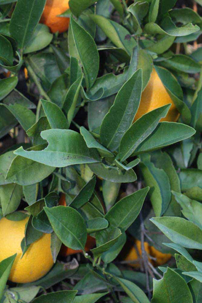            Shade leaves (Jaffa, Riverside, CA)   